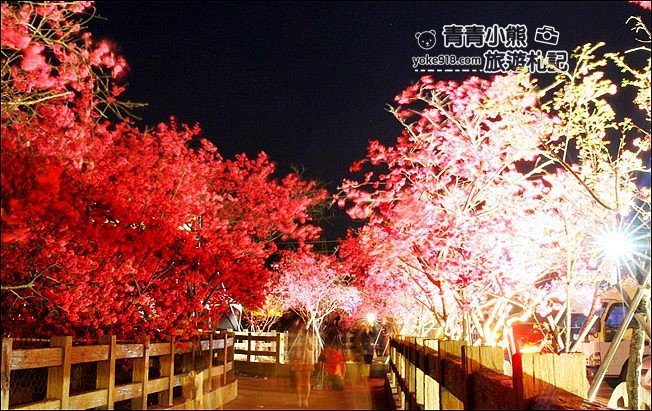 台中景點》泰安櫻花夜櫻．最美夜櫻免費看~愈夜愈美麗的泰安櫻花 @青青小熊＊旅遊札記