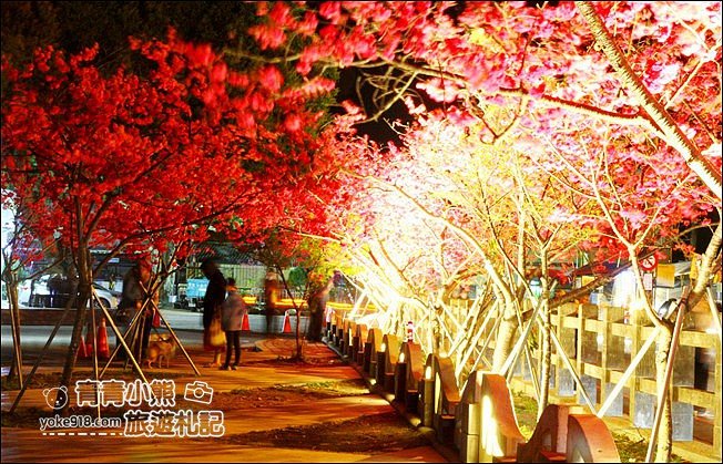 台中景點》泰安櫻花夜櫻．最美夜櫻免費看~愈夜愈美麗的泰安櫻花 @青青小熊＊旅遊札記