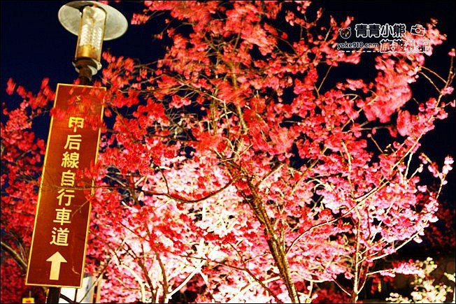 台中景點》泰安櫻花夜櫻．最美夜櫻免費看~愈夜愈美麗的泰安櫻花 @青青小熊＊旅遊札記