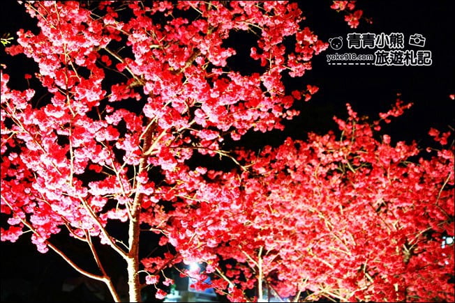 台中景點》泰安櫻花夜櫻．最美夜櫻免費看~愈夜愈美麗的泰安櫻花 @青青小熊＊旅遊札記