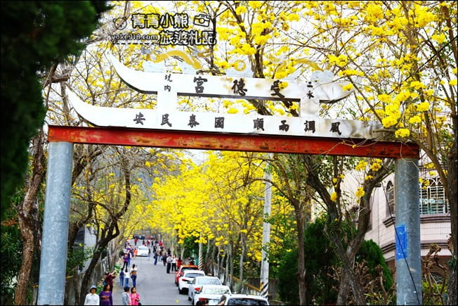 彰化景點》二水坑內坑黃花風鈴木.浪漫賞花去 @青青小熊*旅遊札記 彰化景點》二水坑內坑黃花風鈴木.浪漫賞花去 @青青小熊*旅遊札記