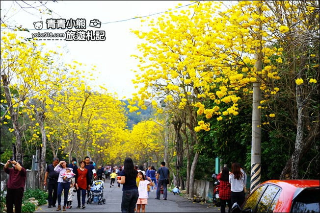 彰化景點》二水坑內坑黃花風鈴木.浪漫賞花去 @青青小熊*旅遊札記 彰化景點》二水坑內坑黃花風鈴木.浪漫賞花去 @青青小熊*旅遊札記