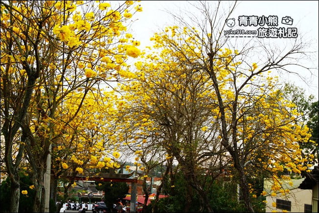 彰化景點》二水坑內坑黃花風鈴木.浪漫賞花去 @青青小熊*旅遊札記 彰化景點》二水坑內坑黃花風鈴木.浪漫賞花去 @青青小熊*旅遊札記