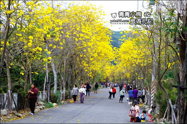 彰化景點》二水坑內坑黃花風鈴木．浪漫賞花去 @青青小熊＊旅遊札記
