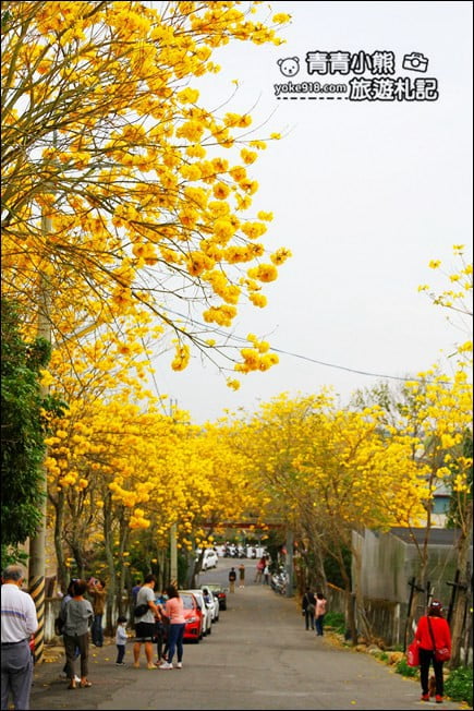 彰化景點》二水坑內坑黃花風鈴木.浪漫賞花去 @青青小熊*旅遊札記 彰化景點》二水坑內坑黃花風鈴木.浪漫賞花去 @青青小熊*旅遊札記