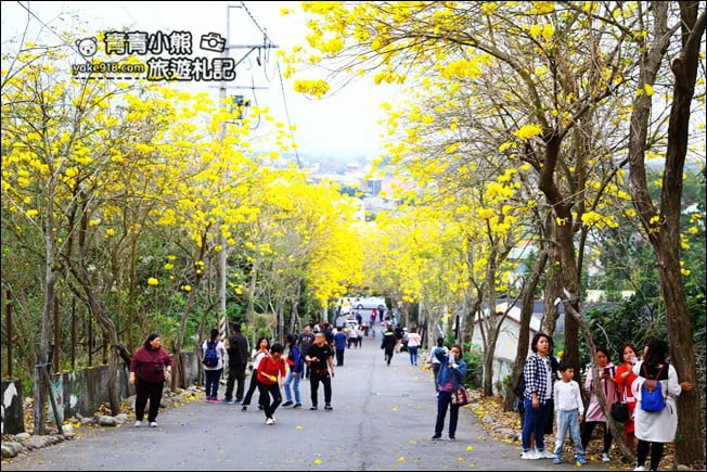 彰化景點》二水坑內坑黃花風鈴木．浪漫賞花去 @青青小熊＊旅遊札記