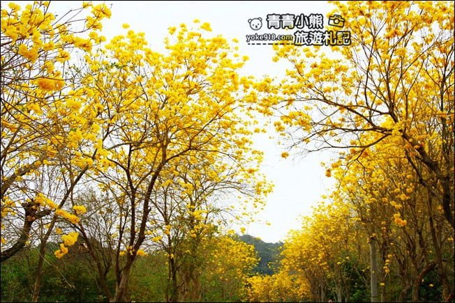 彰化景點》二水坑內坑黃花風鈴木.浪漫賞花去 @青青小熊*旅遊札記 彰化景點》二水坑內坑黃花風鈴木.浪漫賞花去 @青青小熊*旅遊札記