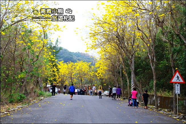 彰化景點》二水坑內坑黃花風鈴木.浪漫賞花去 @青青小熊*旅遊札記 彰化景點》二水坑內坑黃花風鈴木.浪漫賞花去 @青青小熊*旅遊札記
