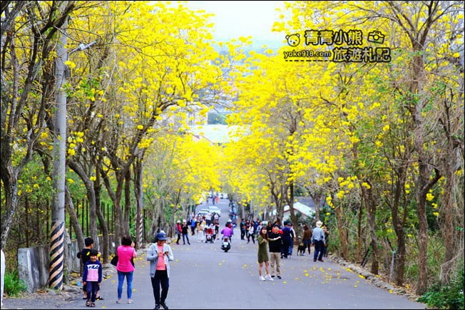 彰化景點》二水坑內坑黃花風鈴木．浪漫賞花去 @青青小熊＊旅遊札記