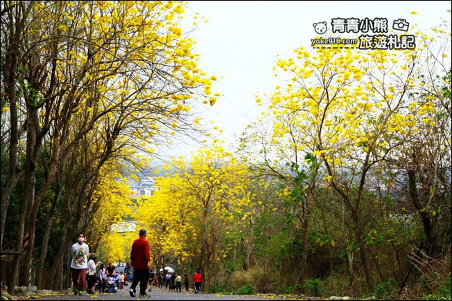 彰化景點》二水坑內坑黃花風鈴木．浪漫賞花去 @青青小熊＊旅遊札記