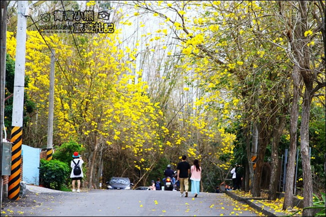 彰化景點》二水坑內坑黃花風鈴木.浪漫賞花去 @青青小熊*旅遊札記 彰化景點》二水坑內坑黃花風鈴木.浪漫賞花去 @青青小熊*旅遊札記