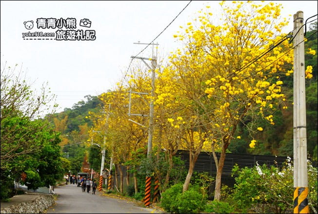 彰化景點》二水坑內坑黃花風鈴木.浪漫賞花去 @青青小熊*旅遊札記 彰化景點》二水坑內坑黃花風鈴木.浪漫賞花去 @青青小熊*旅遊札記