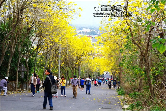彰化景點》二水坑內坑黃花風鈴木．浪漫賞花去 @青青小熊＊旅遊札記