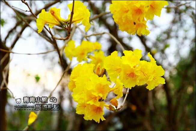 彰化景點》二水坑內坑黃花風鈴木.浪漫賞花去 @青青小熊*旅遊札記 彰化景點》二水坑內坑黃花風鈴木.浪漫賞花去 @青青小熊*旅遊札記