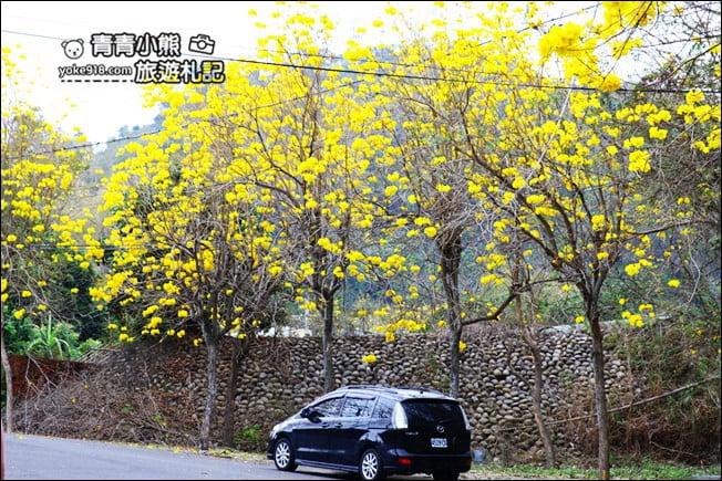 彰化景點》二水坑內坑黃花風鈴木．浪漫賞花去 @青青小熊＊旅遊札記