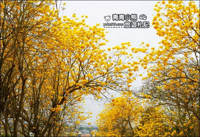 彰化景點》二水坑內坑黃花風鈴木.浪漫賞花去 @青青小熊*旅遊札記 彰化景點》二水坑內坑黃花風鈴木.浪漫賞花去 @青青小熊*旅遊札記