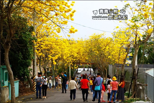 彰化景點》二水坑內坑黃花風鈴木.浪漫賞花去 @青青小熊*旅遊札記 彰化景點》二水坑內坑黃花風鈴木.浪漫賞花去 @青青小熊*旅遊札記