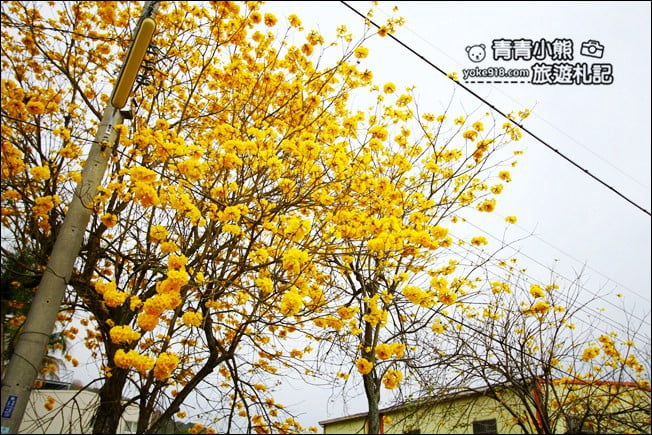 彰化景點》二水坑內坑黃花風鈴木.浪漫賞花去 @青青小熊*旅遊札記 彰化景點》二水坑內坑黃花風鈴木.浪漫賞花去 @青青小熊*旅遊札記