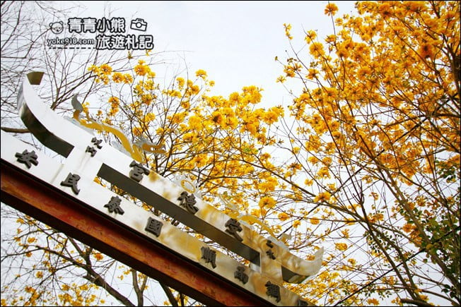 彰化景點》二水坑內坑黃花風鈴木.浪漫賞花去 @青青小熊*旅遊札記 彰化景點》二水坑內坑黃花風鈴木.浪漫賞花去 @青青小熊*旅遊札記