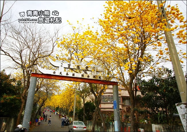 彰化景點》二水坑內坑黃花風鈴木.浪漫賞花去 @青青小熊*旅遊札記 彰化景點》二水坑內坑黃花風鈴木.浪漫賞花去 @青青小熊*旅遊札記
