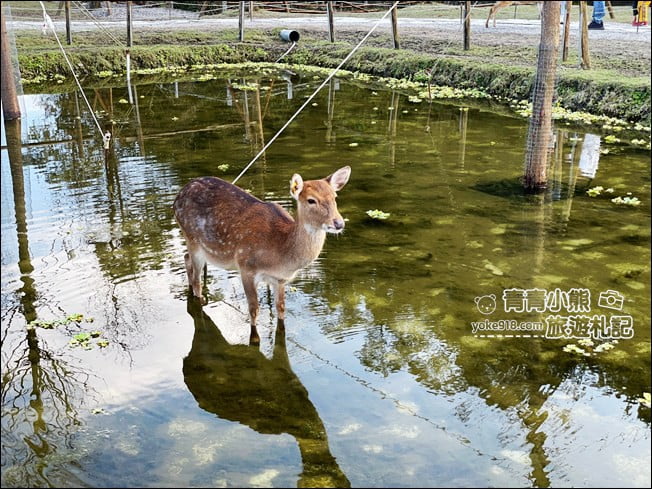 宜蘭景點》斑比山丘．住著好多小鹿~可愛又有趣的小鹿主題園區 @青青小熊＊旅遊札記