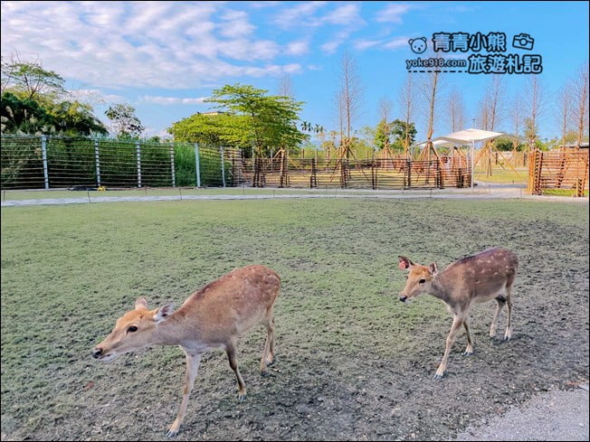 宜蘭景點》斑比山丘．住著好多小鹿~可愛又有趣的小鹿主題園區 @青青小熊＊旅遊札記