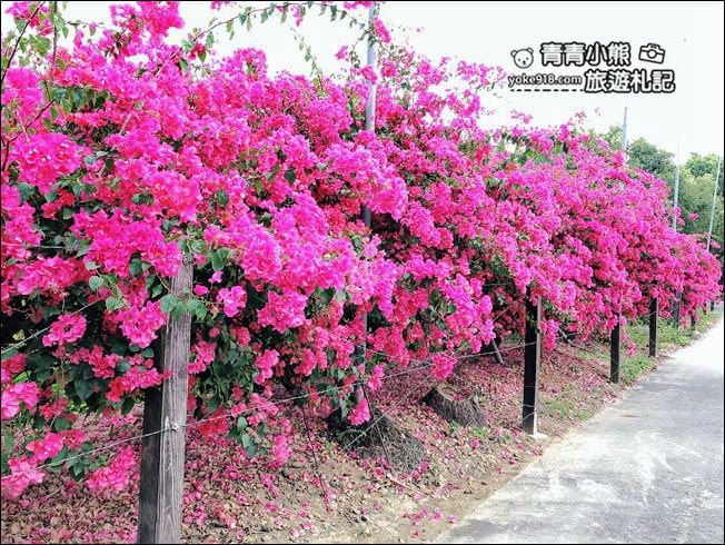 嘉義季節限定景點》仁義潭九重葛.隱藏版花瀑秘境,繽紛九重葛盛開中 @青青小熊*旅遊札記 嘉義季節限定景點》仁義潭九重葛.隱藏版花瀑秘境,繽紛九重葛盛開中 @青青小熊*旅遊札記