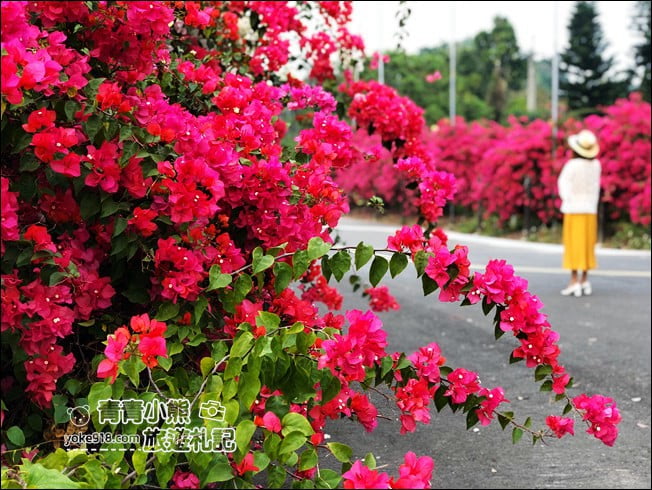 嘉義季節限定景點》仁義潭九重葛.隱藏版花瀑秘境,繽紛九重葛盛開中 @青青小熊*旅遊札記 嘉義季節限定景點》仁義潭九重葛.隱藏版花瀑秘境,繽紛九重葛盛開中 @青青小熊*旅遊札記
