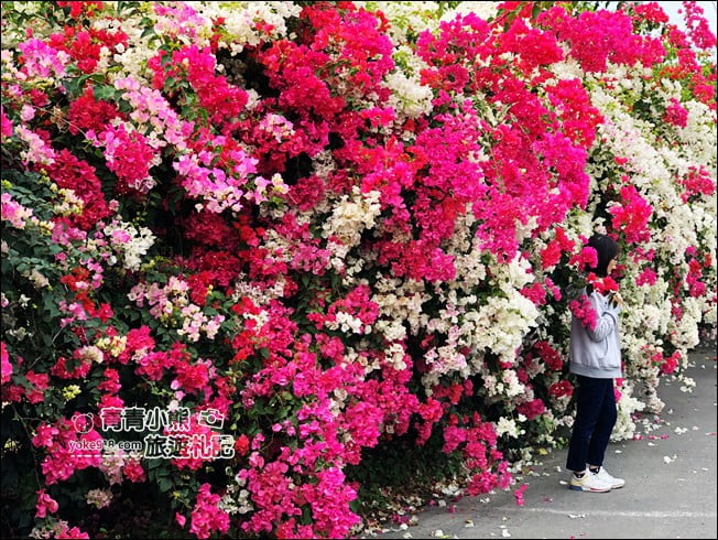嘉義季節限定景點》仁義潭九重葛．隱藏版花瀑秘境，繽紛九重葛盛開中 @青青小熊＊旅遊札記