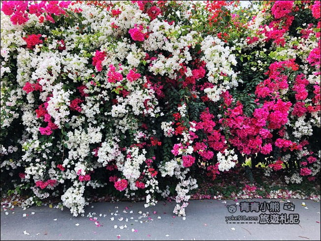 嘉義季節限定景點》仁義潭九重葛．隱藏版花瀑秘境，繽紛九重葛盛開中 @青青小熊＊旅遊札記