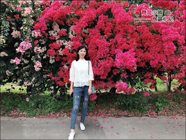 嘉義季節限定景點》仁義潭九重葛.隱藏版花瀑秘境,繽紛九重葛盛開中 @青青小熊*旅遊札記 嘉義季節限定景點》仁義潭九重葛.隱藏版花瀑秘境,繽紛九重葛盛開中 @青青小熊*旅遊札記