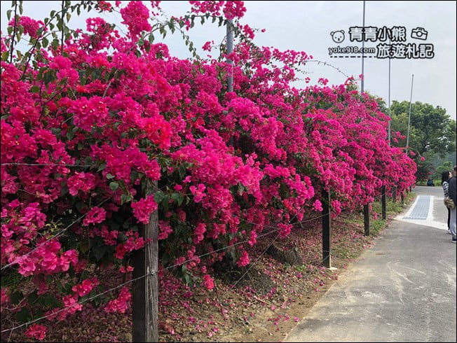 嘉義季節限定景點》仁義潭九重葛.隱藏版花瀑秘境,繽紛九重葛盛開中 @青青小熊*旅遊札記 嘉義季節限定景點》仁義潭九重葛.隱藏版花瀑秘境,繽紛九重葛盛開中 @青青小熊*旅遊札記