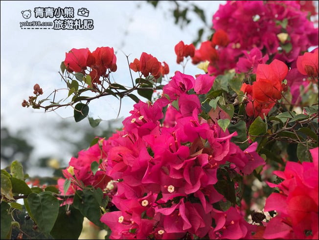 嘉義季節限定景點》仁義潭九重葛.隱藏版花瀑秘境,繽紛九重葛盛開中 @青青小熊*旅遊札記 嘉義季節限定景點》仁義潭九重葛.隱藏版花瀑秘境,繽紛九重葛盛開中 @青青小熊*旅遊札記