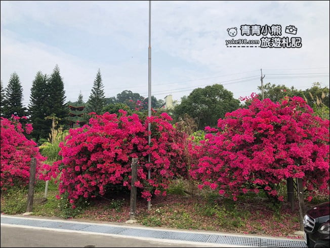 嘉義季節限定景點》仁義潭九重葛.隱藏版花瀑秘境,繽紛九重葛盛開中 @青青小熊*旅遊札記 嘉義季節限定景點》仁義潭九重葛.隱藏版花瀑秘境,繽紛九重葛盛開中 @青青小熊*旅遊札記