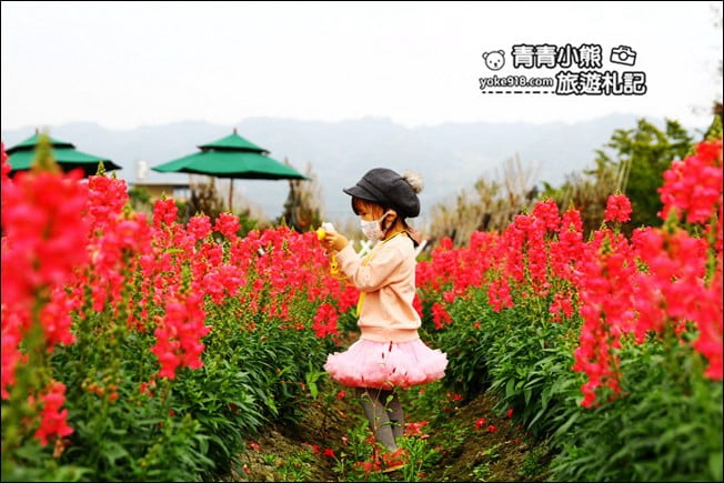彰化新景點》社頭之美園藝．銅版價親子景點，賞花、遊戲區，一次玩 @青青小熊＊旅遊札記