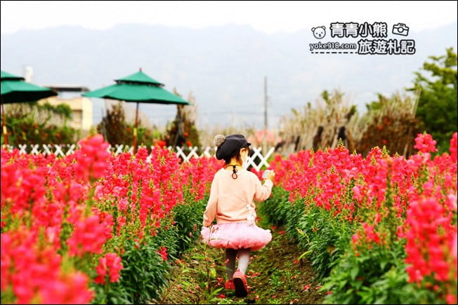 彰化新景點》社頭之美園藝.銅版價親子景點,賞花、遊戲區,一次玩 @青青小熊*旅遊札記 彰化新景點》社頭之美園藝.銅版價親子景點,賞花、遊戲區,一次玩 @青青小熊*旅遊札記