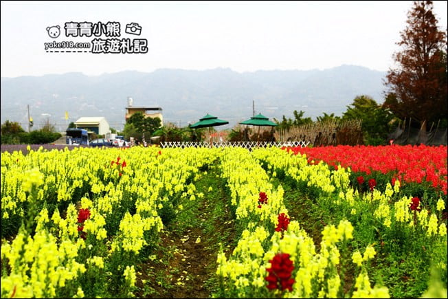 彰化新景點》社頭之美園藝.銅版價親子景點,賞花、遊戲區,一次玩 @青青小熊*旅遊札記 彰化新景點》社頭之美園藝.銅版價親子景點,賞花、遊戲區,一次玩 @青青小熊*旅遊札記