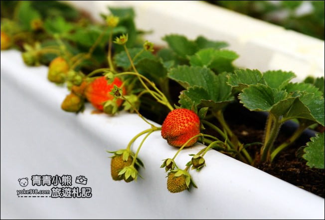 彰化新景點》社頭之美園藝.銅版價親子景點,賞花、遊戲區,一次玩 @青青小熊*旅遊札記 彰化新景點》社頭之美園藝.銅版價親子景點,賞花、遊戲區,一次玩 @青青小熊*旅遊札記