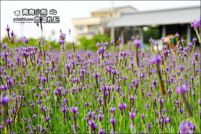 彰化新景點》社頭之美園藝.銅版價親子景點,賞花、遊戲區,一次玩 @青青小熊*旅遊札記 彰化新景點》社頭之美園藝.銅版價親子景點,賞花、遊戲區,一次玩 @青青小熊*旅遊札記