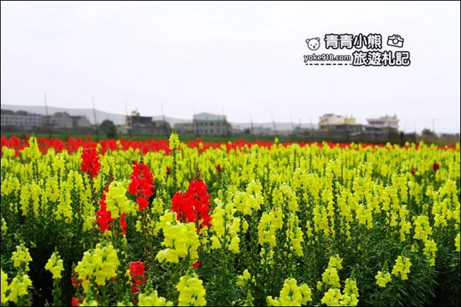 彰化新景點》社頭之美園藝.銅版價親子景點,賞花、遊戲區,一次玩 @青青小熊*旅遊札記 彰化新景點》社頭之美園藝.銅版價親子景點,賞花、遊戲區,一次玩 @青青小熊*旅遊札記