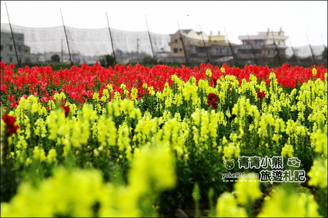 彰化新景點》社頭之美園藝.銅版價親子景點,賞花、遊戲區,一次玩 @青青小熊*旅遊札記 彰化新景點》社頭之美園藝.銅版價親子景點,賞花、遊戲區,一次玩 @青青小熊*旅遊札記