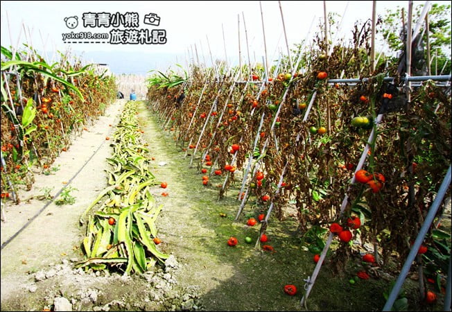 彰化新景點》社頭之美園藝.銅版價親子景點,賞花、遊戲區,一次玩 @青青小熊*旅遊札記 彰化新景點》社頭之美園藝.銅版價親子景點,賞花、遊戲區,一次玩 @青青小熊*旅遊札記