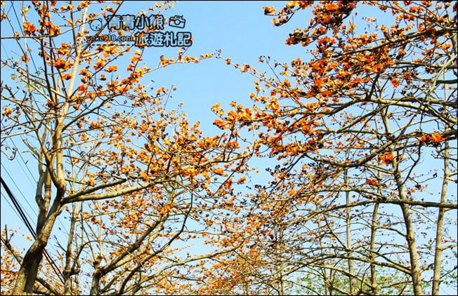 彰化賞花景點》二林東螺溪木棉道．預估三月底滿開~一起來彰化賞花 @青青小熊＊旅遊札記
