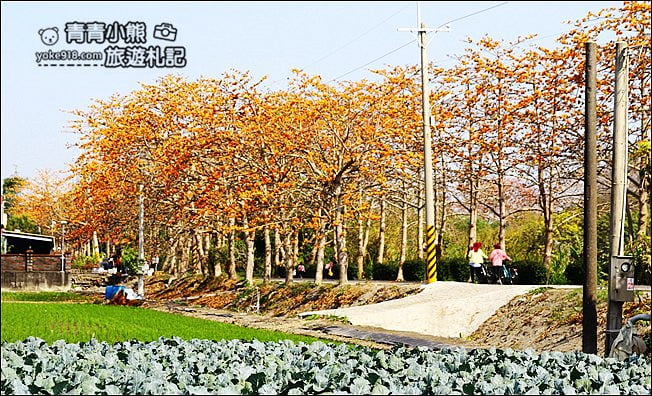彰化賞花景點》二林東螺溪木棉道.預估三月底滿開~一起來彰化賞花 @青青小熊*旅遊札記 彰化賞花景點》二林東螺溪木棉道.預估三月底滿開~一起來彰化賞花 @青青小熊*旅遊札記