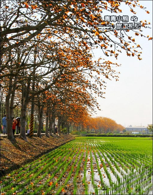 彰化賞花景點》二林東螺溪木棉道.預估三月底滿開~一起來彰化賞花 @青青小熊*旅遊札記 彰化賞花景點》二林東螺溪木棉道.預估三月底滿開~一起來彰化賞花 @青青小熊*旅遊札記
