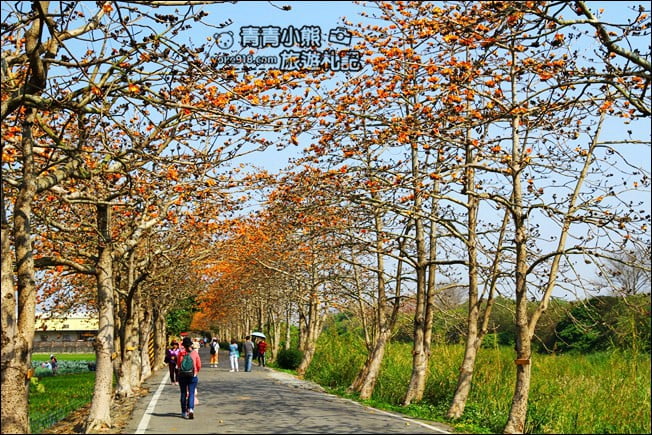 彰化賞花景點》二林東螺溪木棉道．預估三月底滿開~一起來彰化賞花 @青青小熊＊旅遊札記