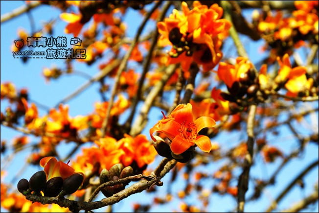 彰化賞花景點》二林東螺溪木棉道.預估三月底滿開~一起來彰化賞花 @青青小熊*旅遊札記 彰化賞花景點》二林東螺溪木棉道.預估三月底滿開~一起來彰化賞花 @青青小熊*旅遊札記