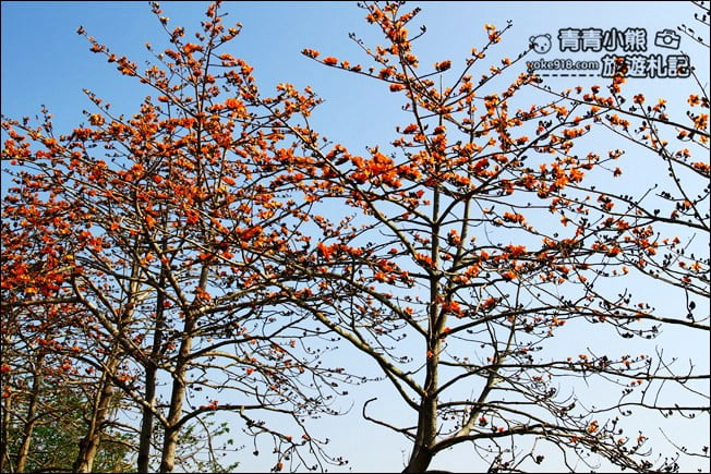 彰化賞花景點》二林東螺溪木棉道.預估三月底滿開~一起來彰化賞花 @青青小熊*旅遊札記 彰化賞花景點》二林東螺溪木棉道.預估三月底滿開~一起來彰化賞花 @青青小熊*旅遊札記
