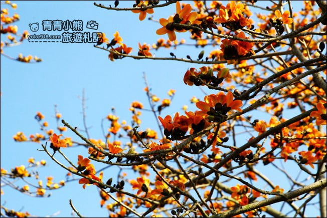 彰化賞花景點》二林東螺溪木棉道.預估三月底滿開~一起來彰化賞花 @青青小熊*旅遊札記 彰化賞花景點》二林東螺溪木棉道.預估三月底滿開~一起來彰化賞花 @青青小熊*旅遊札記