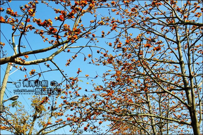 彰化賞花景點》二林東螺溪木棉道.預估三月底滿開~一起來彰化賞花 @青青小熊*旅遊札記 彰化賞花景點》二林東螺溪木棉道.預估三月底滿開~一起來彰化賞花 @青青小熊*旅遊札記